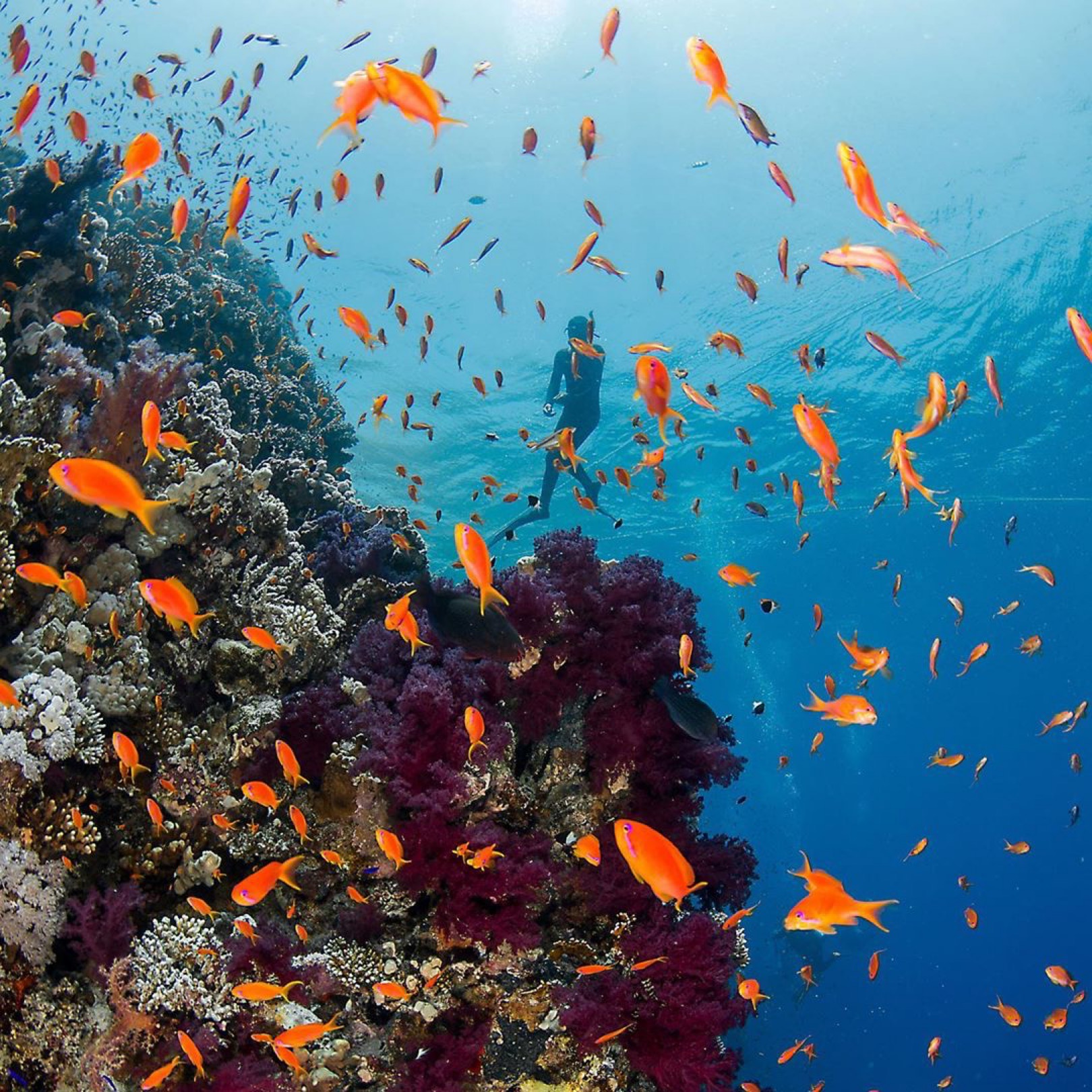 Banana Reef Scuba Dive Sea